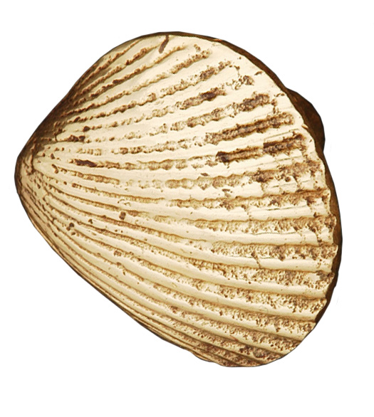 Seashell Cabinet Hardware